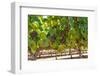 South Africa, Stellenbosch (Town), Bunches of Grapes-Catharina Lux-Framed Photographic Print