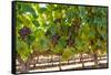South Africa, Stellenbosch (Town), Bunches of Grapes-Catharina Lux-Framed Stretched Canvas