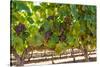 South Africa, Stellenbosch (Town), Bunches of Grapes-Catharina Lux-Stretched Canvas