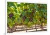 South Africa, Stellenbosch (Town), Bunches of Grapes-Catharina Lux-Framed Photographic Print