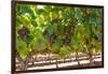 South Africa, Stellenbosch (Town), Bunches of Grapes-Catharina Lux-Framed Photographic Print