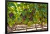 South Africa, Stellenbosch (Town), Bunches of Grapes-Catharina Lux-Framed Photographic Print