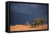 South Africa Thunderstorm, Red Dunes and Camelthorn-Alan J. S. Weaving-Framed Stretched Canvas