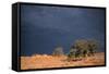 South Africa Thunderstorm, Red Dunes and Camelthorn-Alan J. S. Weaving-Framed Stretched Canvas