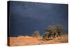 South Africa Thunderstorm, Red Dunes and Camelthorn-Alan J. S. Weaving-Stretched Canvas