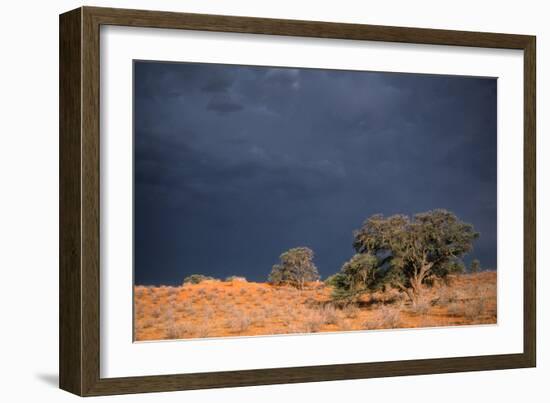 South Africa Thunderstorm, Red Dunes and Camelthorn-Alan J. S. Weaving-Framed Photographic Print