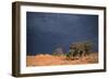 South Africa Thunderstorm, Red Dunes and Camelthorn-Alan J. S. Weaving-Framed Photographic Print