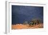 South Africa Thunderstorm, Red Dunes and Camelthorn-Alan J. S. Weaving-Framed Photographic Print