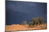 South Africa Thunderstorm, Red Dunes and Camelthorn-Alan J. S. Weaving-Mounted Photographic Print