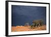 South Africa Thunderstorm, Red Dunes and Camelthorn-Alan J. S. Weaving-Framed Photographic Print