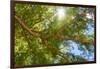 South Africa, Tree of Tamarix-Catharina Lux-Framed Photographic Print