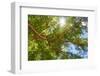 South Africa, Tree of Tamarix-Catharina Lux-Framed Photographic Print