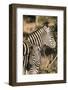 South Africa, Welgevonden Game Reserve. Adult and juvenile zebras.-Jaynes Gallery-Framed Photographic Print