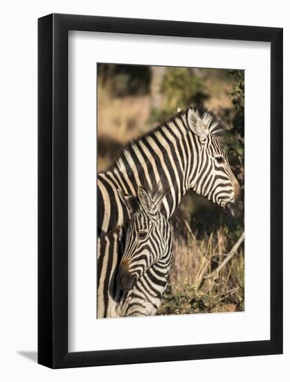 South Africa, Welgevonden Game Reserve. Adult and juvenile zebras.-Jaynes Gallery-Framed Photographic Print