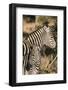 South Africa, Welgevonden Game Reserve. Adult and juvenile zebras.-Jaynes Gallery-Framed Photographic Print