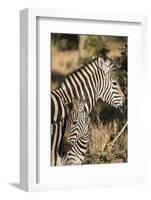 South Africa, Welgevonden Game Reserve. Adult and juvenile zebras.-Jaynes Gallery-Framed Photographic Print