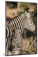 South Africa, Welgevonden Game Reserve. Adult and juvenile zebras.-Jaynes Gallery-Mounted Photographic Print