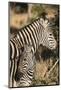 South Africa, Welgevonden Game Reserve. Adult and juvenile zebras.-Jaynes Gallery-Mounted Photographic Print