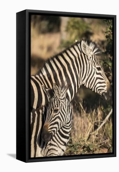 South Africa, Welgevonden Game Reserve. Adult and juvenile zebras.-Jaynes Gallery-Framed Stretched Canvas