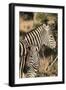 South Africa, Welgevonden Game Reserve. Adult and juvenile zebras.-Jaynes Gallery-Framed Photographic Print