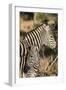 South Africa, Welgevonden Game Reserve. Adult and juvenile zebras.-Jaynes Gallery-Framed Photographic Print