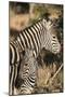 South Africa, Welgevonden Game Reserve. Adult and juvenile zebras.-Jaynes Gallery-Mounted Photographic Print