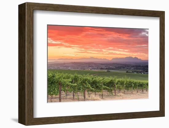 South Africa, Western Cape, Stellenbosch, Hidden Valley Wine Estate-Michele Falzone-Framed Photographic Print