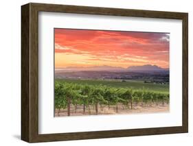 South Africa, Western Cape, Stellenbosch, Hidden Valley Wine Estate-Michele Falzone-Framed Photographic Print