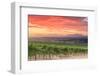 South Africa, Western Cape, Stellenbosch, Hidden Valley Wine Estate-Michele Falzone-Framed Photographic Print