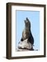 South African (Cape) Fur Seal (Arctocephalus Pusillus Pusillus)-Ann and Steve Toon-Framed Photographic Print