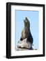 South African (Cape) Fur Seal (Arctocephalus Pusillus Pusillus)-Ann and Steve Toon-Framed Photographic Print