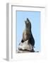 South African (Cape) Fur Seal (Arctocephalus Pusillus Pusillus)-Ann and Steve Toon-Framed Photographic Print