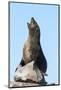 South African (Cape) Fur Seal (Arctocephalus Pusillus Pusillus)-Ann and Steve Toon-Mounted Photographic Print