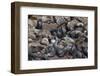 South African (Cape) Fur Seals (Arctocephalus Pusillus Pusillus)-Ann and Steve Toon-Framed Photographic Print