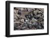 South African (Cape) Fur Seals (Arctocephalus Pusillus Pusillus)-Ann and Steve Toon-Framed Photographic Print