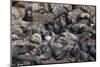 South African (Cape) Fur Seals (Arctocephalus Pusillus Pusillus)-Ann and Steve Toon-Mounted Photographic Print