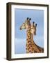 South African / Cape giraffe mock fighting, South Africa-Mary McDonald-Framed Photographic Print