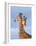 South African / Cape giraffe mock fighting, South Africa-Mary McDonald-Framed Photographic Print