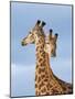 South African / Cape giraffe mock fighting, South Africa-Mary McDonald-Mounted Photographic Print