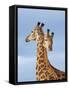 South African / Cape giraffe mock fighting, South Africa-Mary McDonald-Framed Stretched Canvas