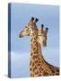 South African / Cape giraffe mock fighting, South Africa-Mary McDonald-Stretched Canvas