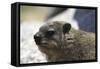 South African Dassie Rat 005-Bob Langrish-Framed Stretched Canvas