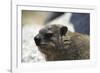 South African Dassie Rat 005-Bob Langrish-Framed Photographic Print