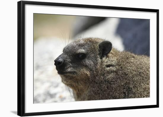 South African Dassie Rat 005-Bob Langrish-Framed Photographic Print