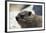 South African Dassie Rat 005-Bob Langrish-Framed Photographic Print