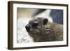 South African Dassie Rat 005-Bob Langrish-Framed Photographic Print