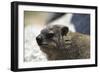 South African Dassie Rat 005-Bob Langrish-Framed Photographic Print