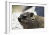 South African Dassie Rat 005-Bob Langrish-Framed Photographic Print