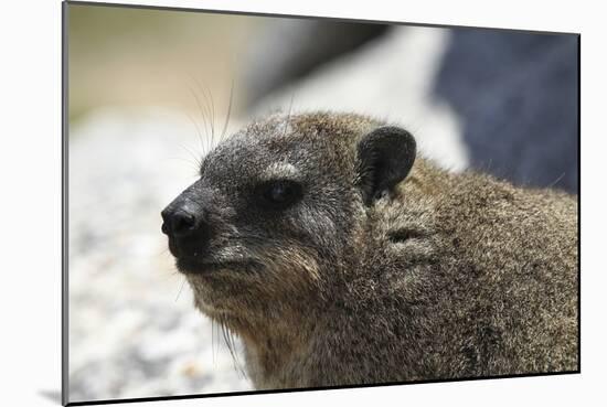 South African Dassie Rat 005-Bob Langrish-Mounted Photographic Print