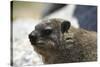 South African Dassie Rat 005-Bob Langrish-Stretched Canvas